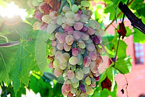 Vineyards at sunset in autumn harvest. Ripe grapes in the fall