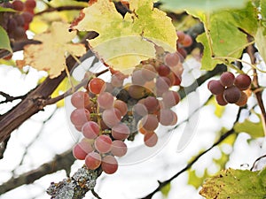 Vineyards at sunset in autumn harvest. Ripe grapes in fall