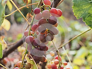 Vineyards at sunset in autumn harvest. Ripe grapes in fall