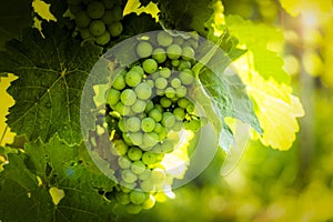 Vineyards at sunset in autumn harvest. Ripe grapes in fall