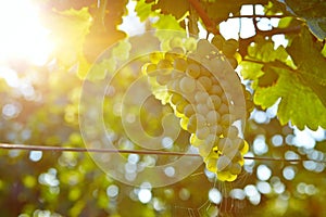 Vineyards at sunset in autumn harvest