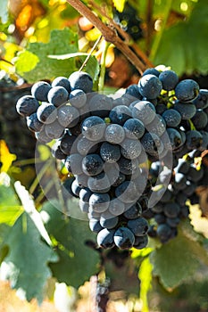 Vineyards at sunset in autumn harvest. Ripe grapes in fall. Alvarinho wine vineyards in Portugal