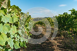 Vineyards at sunset in autumn harvest. Ripe grapes in fall. Alvarinho wine vineyards in Portugal