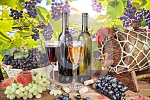Vineyards at sunset in autumn harvest. Ripe grapes in fall, Wine bottle, glass of wine and grapes. white and red wine on an old