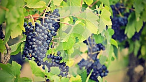 Vineyards at sunset in autumn harvest. Ripe grapes.Wine Region, Southern Moravia - Czech Republic. Vineyard under Palava.