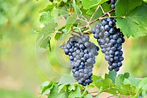 Vineyards at sunset in autumn harvest. Ripe grapes.Wine Region, Southern Moravia - Czech Republic. Vineyard under Palava.