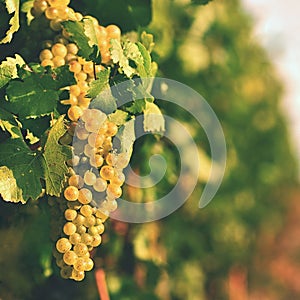 Vineyards at sunset in autumn harvest. Ripe grapes.Wine Region, Southern Moravia - Czech Republic. Vineyard under Palava.