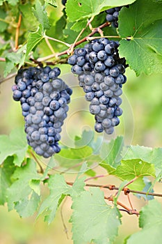 Vineyards at sunset in autumn harvest. Ripe grapes.Wine Region, Southern Moravia - Czech Republic. Vineyard under Palava.