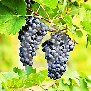 Vineyards at sunset in autumn harvest. Ripe grapes.Wine Region, Southern Moravia - Czech Republic. Vineyard under Palava.