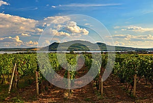 Vineyards at sunset in autumn harvest. Ripe grapes.Wine Region, Southern Moravia - Czech Republic. Vineyard under Palava.