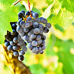 Vineyards at sunset in autumn harvest. Ripe grapes.Wine Region, Southern Moravia - Czech Republic. Vineyard under Palava.