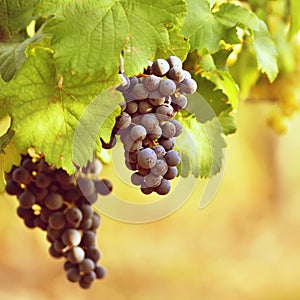 Vineyards at sunset in autumn harvest. Ripe grapes.Wine Region, Southern Moravia - Czech Republic. Vineyard under Palava.