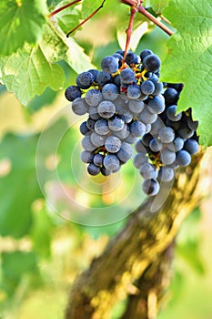 Vineyards at sunset in autumn harvest. Ripe grapes.Wine Region, Southern Moravia - Czech Republic. Vineyard under Palava.