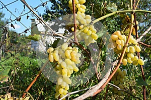 Vineyards at sunset in autumn harvest. Ripe white grapes in fall