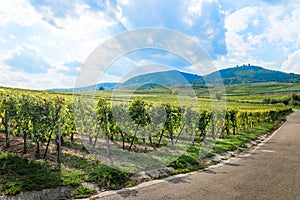 Vineyards at sunset during autumn harvest season