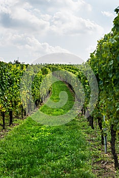 Vineyards at sunset during autumn harvest season