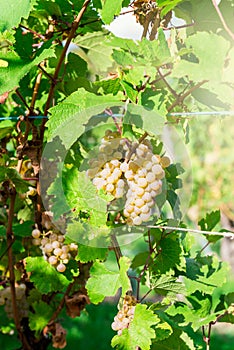 Vineyards at sunset during autumn harvest season