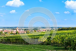 Vineyards at sunset during autumn harvest season