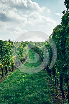 Vineyards at sunset during autumn harvest season