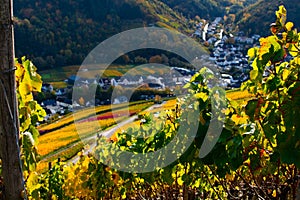 Vineyards in the sunshine with the small town of Rech in the background