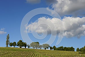 Vineyards in the sunshine-Vineyards of Loupiac, Bordeaux Vineyards