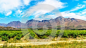 Vineyards and surrounding mountains in spring in the Boland Wine Region of the Western Cape