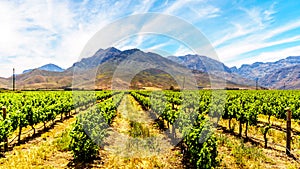 Vineyards and surrounding mountains in spring in the Boland Wine Region of the Western Cape