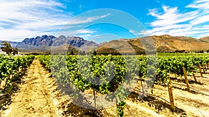 Vineyards and surrounding mountains in spring in the Boland Wine Region of the Western Cape