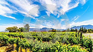 Vineyards and surrounding mountains in spring in the Boland Wine Region of the Western Cape