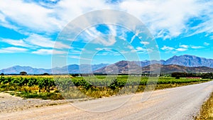 Vineyards and surrounding mountains in spring in the Boland Wine Region of the Western Cape