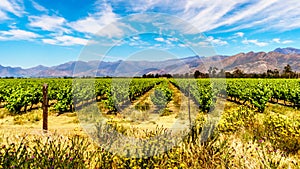 Vineyards and surrounding mountains in spring in the Boland Wine Region of the Western Cape