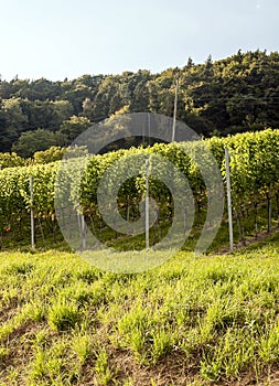 Vineyards in Swiss