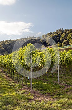 Vineyards in Swiss