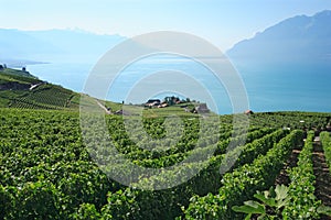 Vineyards in Switzerland