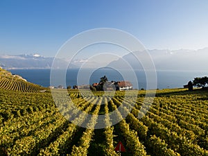 Vineyards in Switzerland