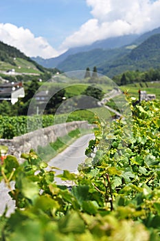 Vineyards, Switzerland