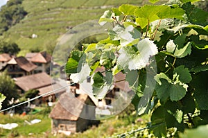 Vineyards, Switzerland