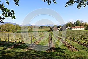 Vineyards in Switzerland, facing Mont Blanc.