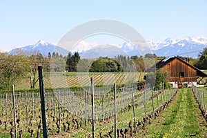 Vineyards in Switzerland, facing Mont Blanc.