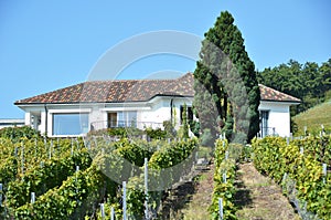 Vineyards, Switzerland
