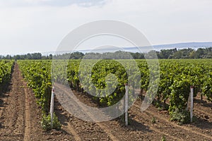 Vineyards on the Taman Peninsula of the Krasnodar Region