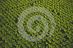 Vineyards in Temecula seen from the air, Southern California, USA