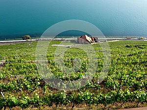 Vineyards terraces of switzerland, lake geneva