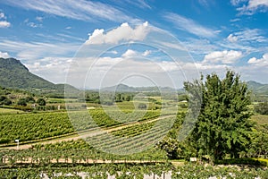 Vineyards in Thailand