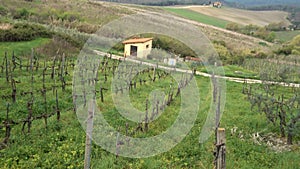 Vineyards of Toscana