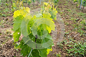 Vineyards with traditional Bulgarian grape varieties gamza, pamid and dimyat