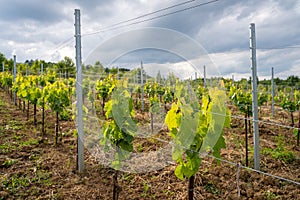 Vineyards with traditional Bulgarian grape varieties gamza, pamid and dimyat