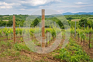 Vineyards with traditional Bulgarian grape varieties gamza, pamid and dimyat