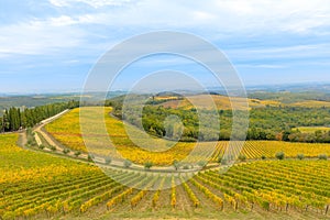 vineyards of Tuscan Radda in Chianti