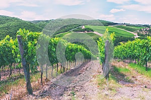 The Vineyards Of Tuscany